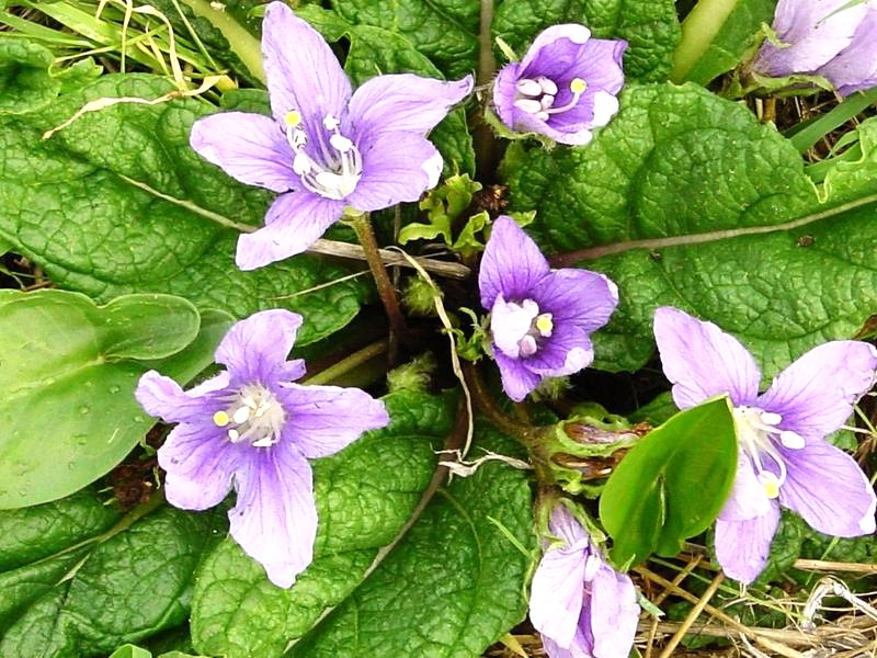 Wiedźmin 3: gdzie znaleźć nalewkę z mandragory?